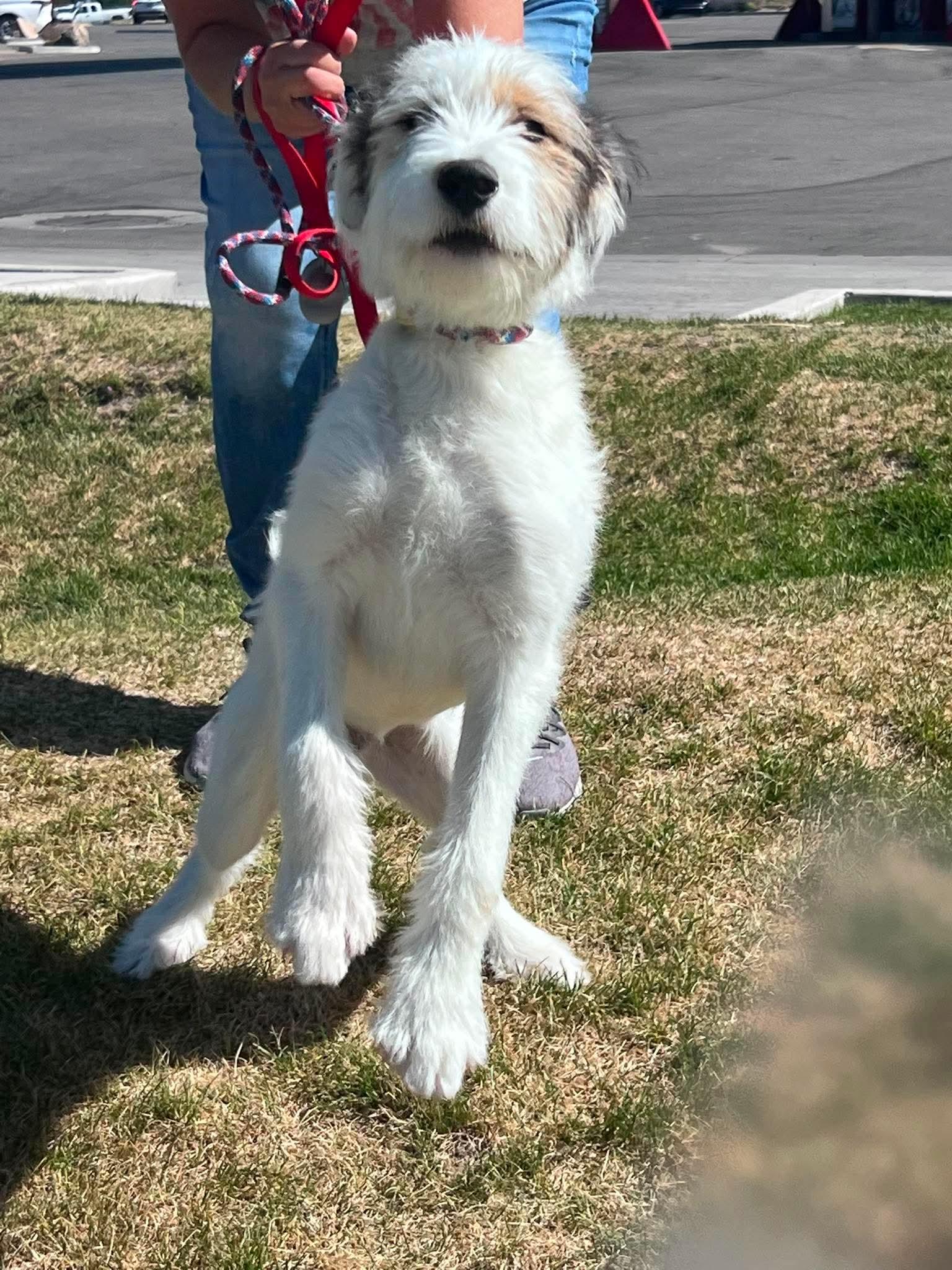 Enlarge Frankie, an adopted mixed breed in COEUR D ALENE, ID image 2/6