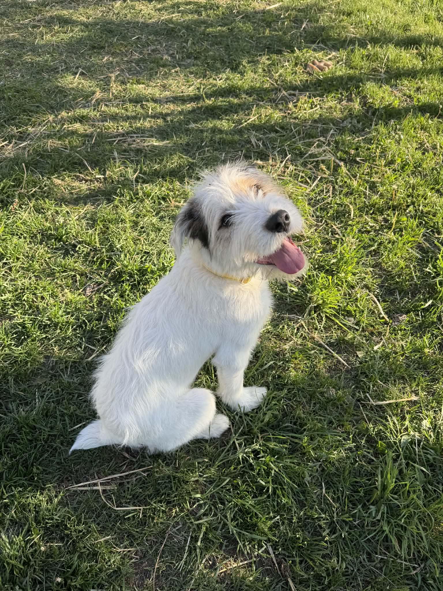 Enlarge Frankie, an adopted mixed breed in COEUR D ALENE, ID image 6/6