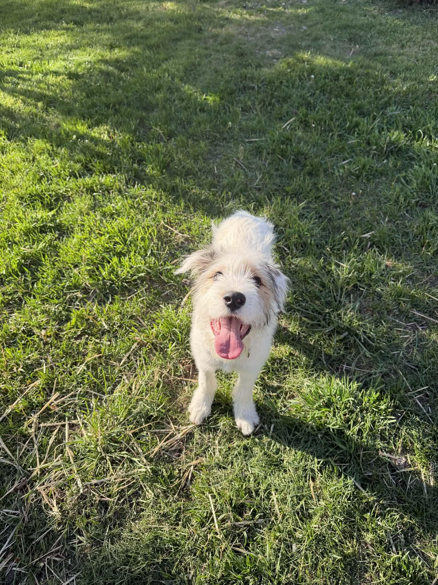 Enlarge Frankie, an adopted mixed breed in COEUR D ALENE, ID image 4/6