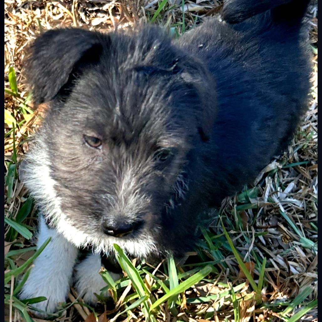 Puppy Palooza Team Girl