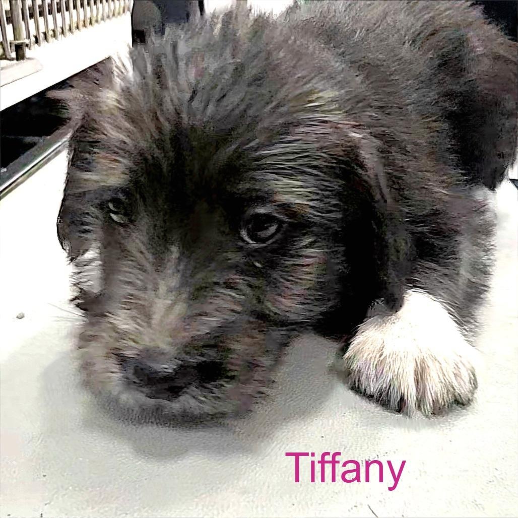 Puppy Palooza Team Girl — thumbnail 6