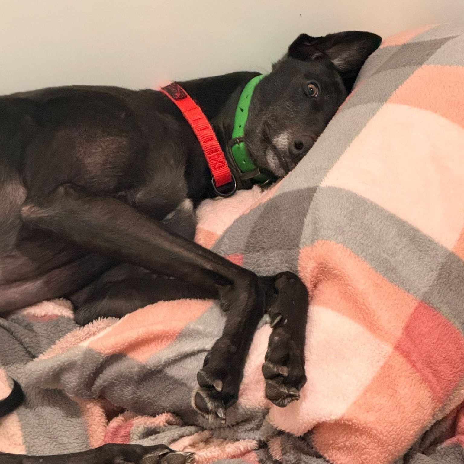 Enlarge Droopys Eddie (Eddie), a ADOPTABLE Greyhound in North Port, FL image 4/5