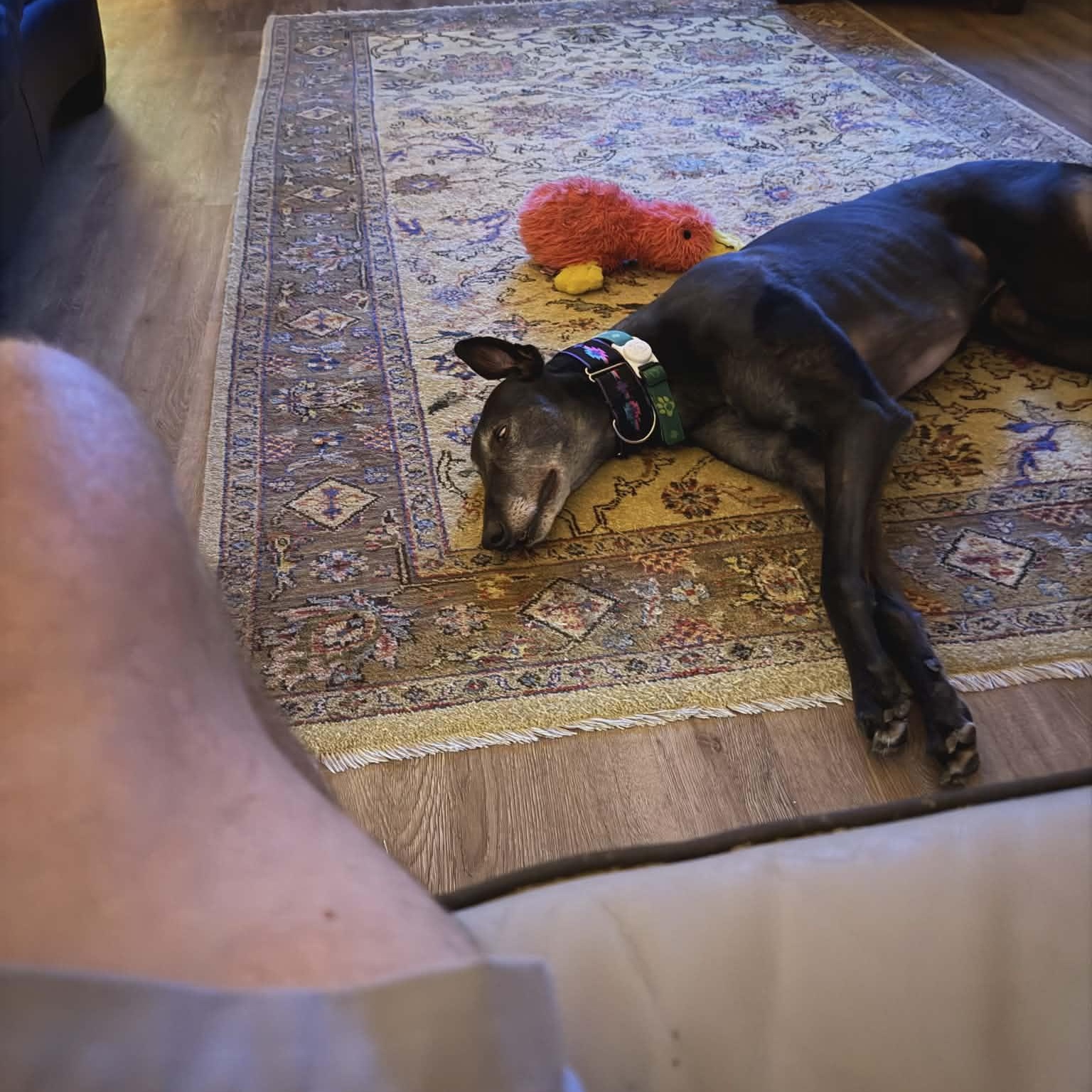 Droopys Eddie thumbnail 3