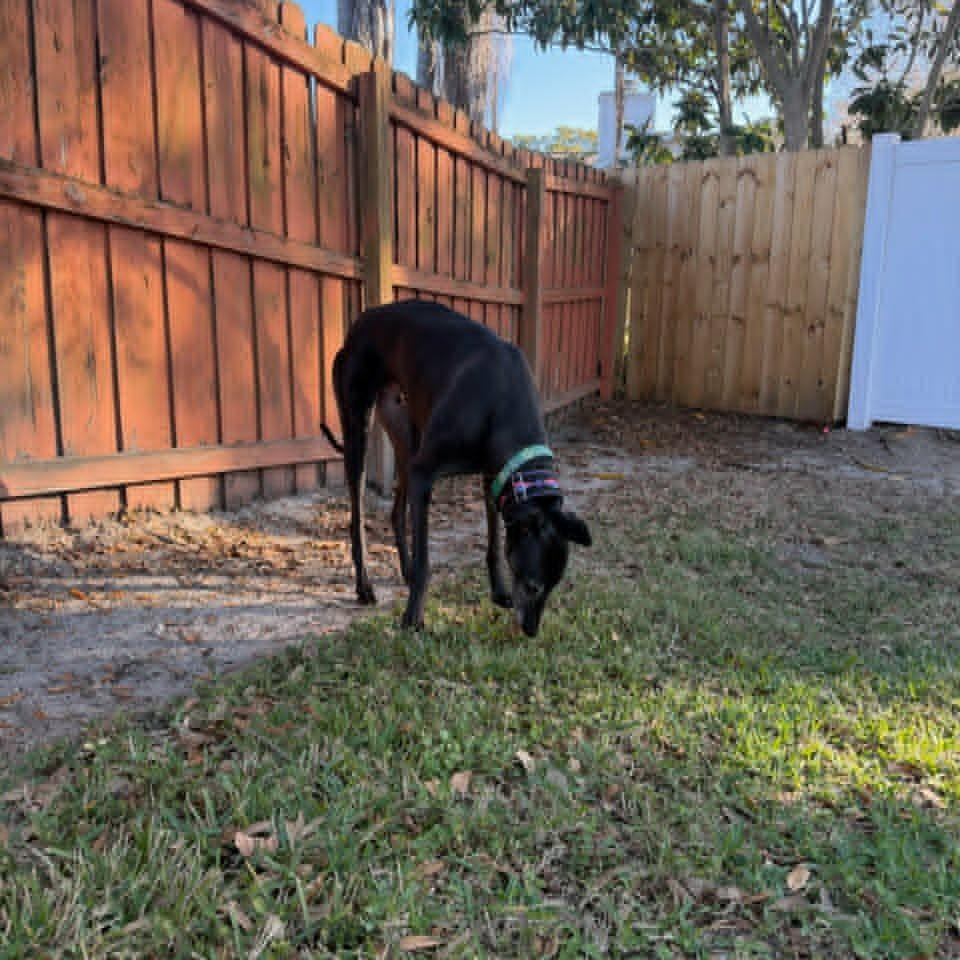 Droopys Eddie thumbnail 4