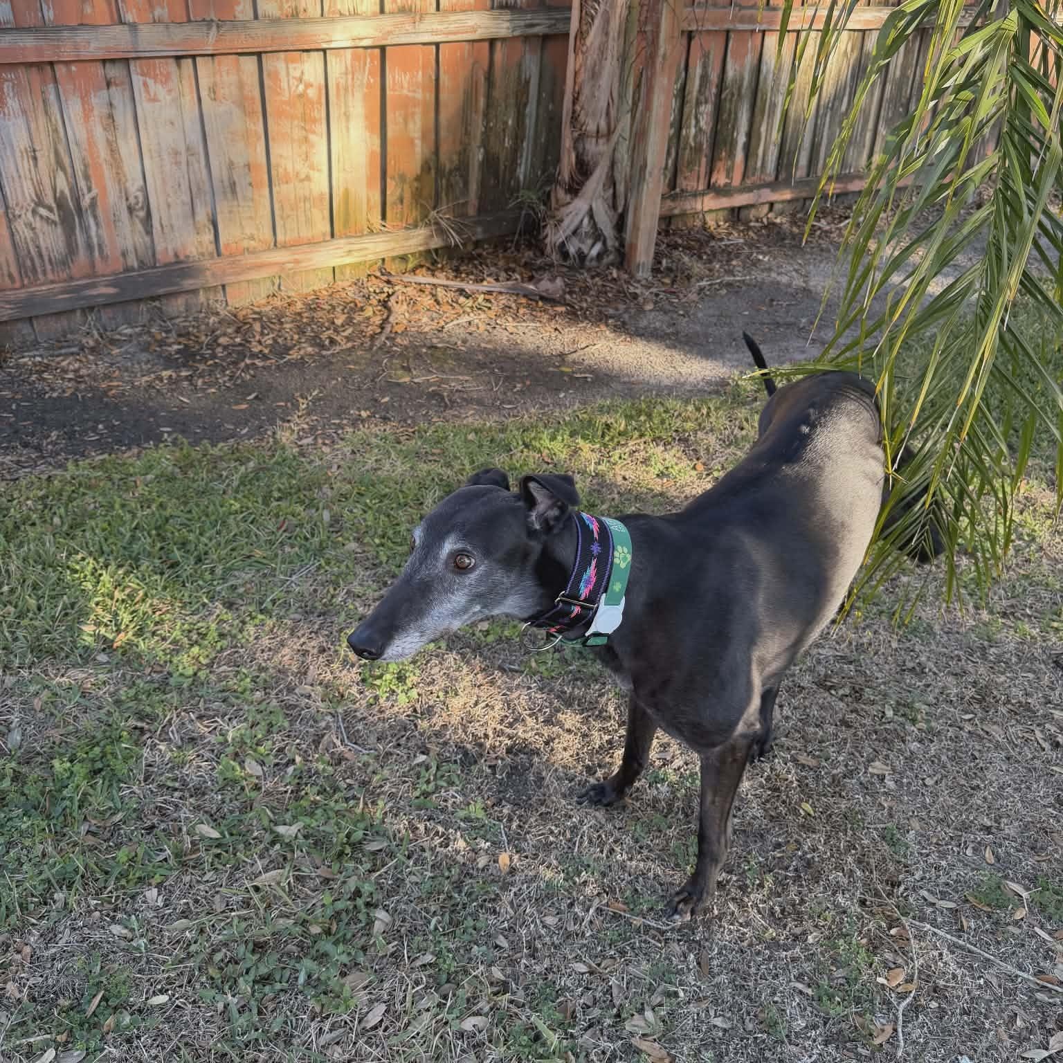 Droopys Eddie thumbnail 5