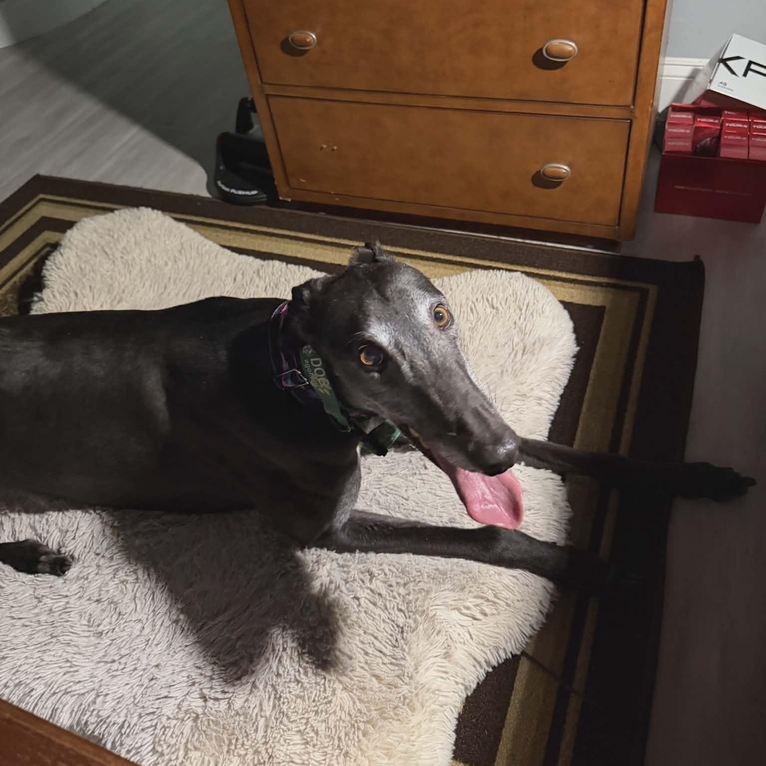 Enlarge Droopys Eddie (Eddie), a ADOPTABLE Greyhound in North Port, FL image 1/5