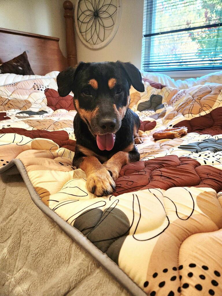 Sophie, Adoptable, Young Female German Shepherd Dog.