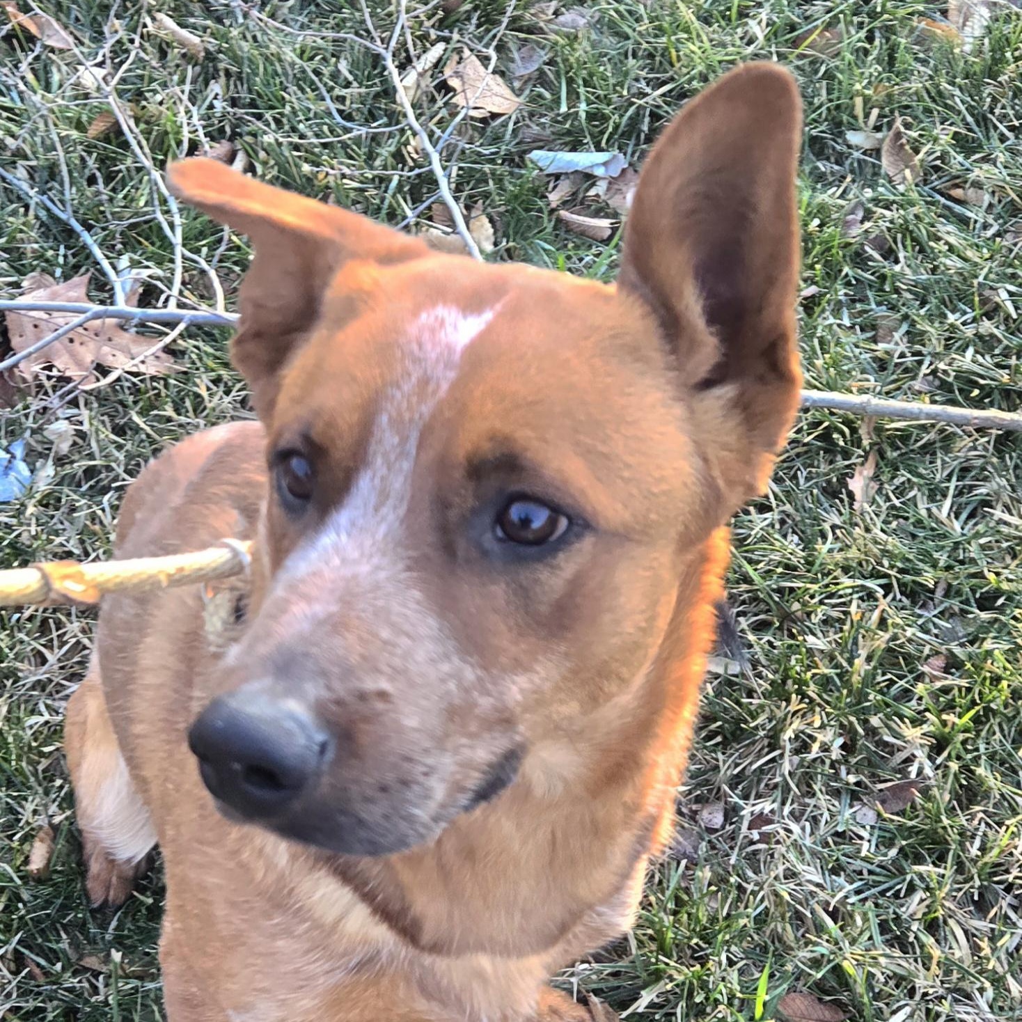 Enlarge Chief , a ADOPTABLE Australian Cattle Dog / Blue Heeler in Xenia , OH image 1/6