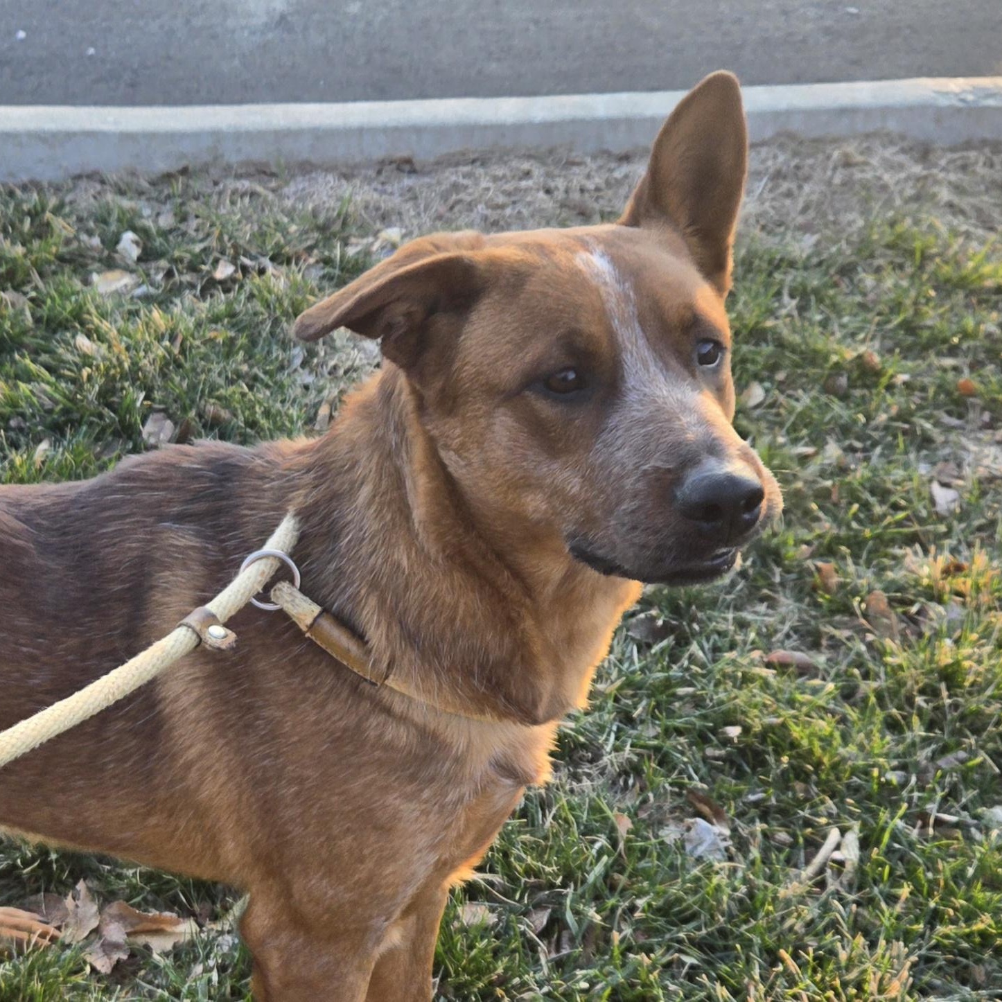 Enlarge Chief , a ADOPTABLE Australian Cattle Dog / Blue Heeler in Xenia , OH image 2/6