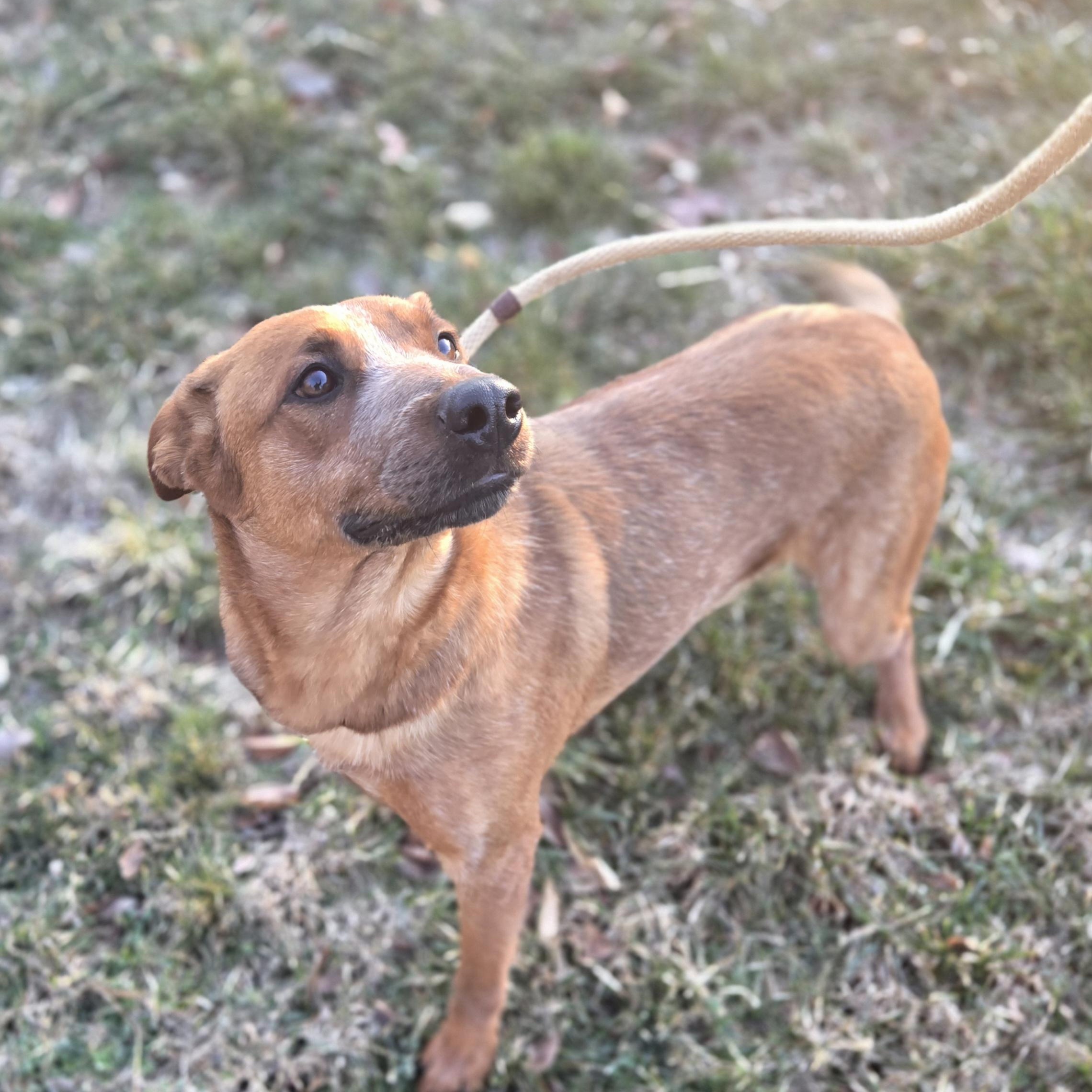 Enlarge Chief , a ADOPTABLE Australian Cattle Dog / Blue Heeler in Xenia , OH image 3/6