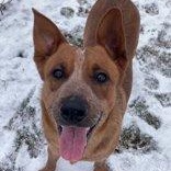 Enlarge Chief , a ADOPTABLE Australian Cattle Dog / Blue Heeler in Xenia , OH image 6/6