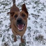 Enlarge Chief , a ADOPTABLE Australian Cattle Dog / Blue Heeler in Xenia , OH image 4/6