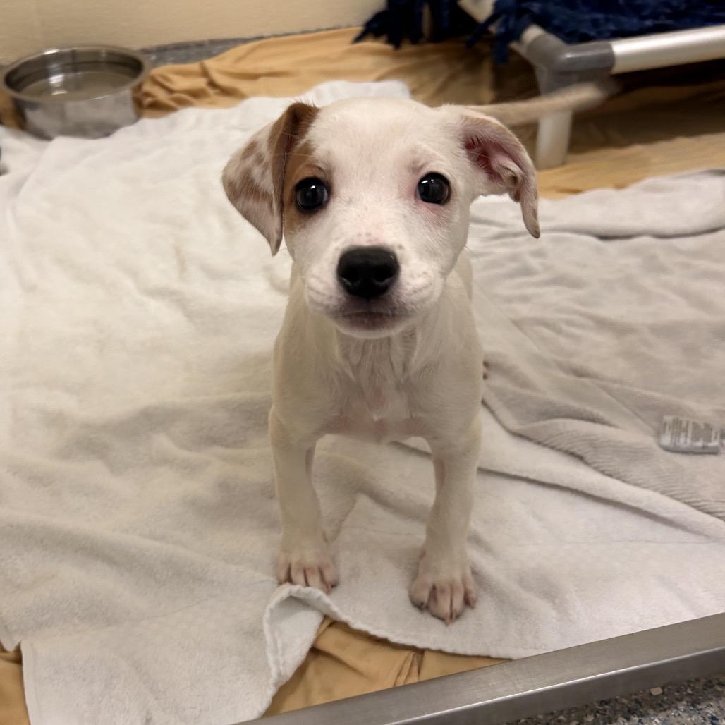 Paige, Adoptable, Puppy Female Mixed Breed.