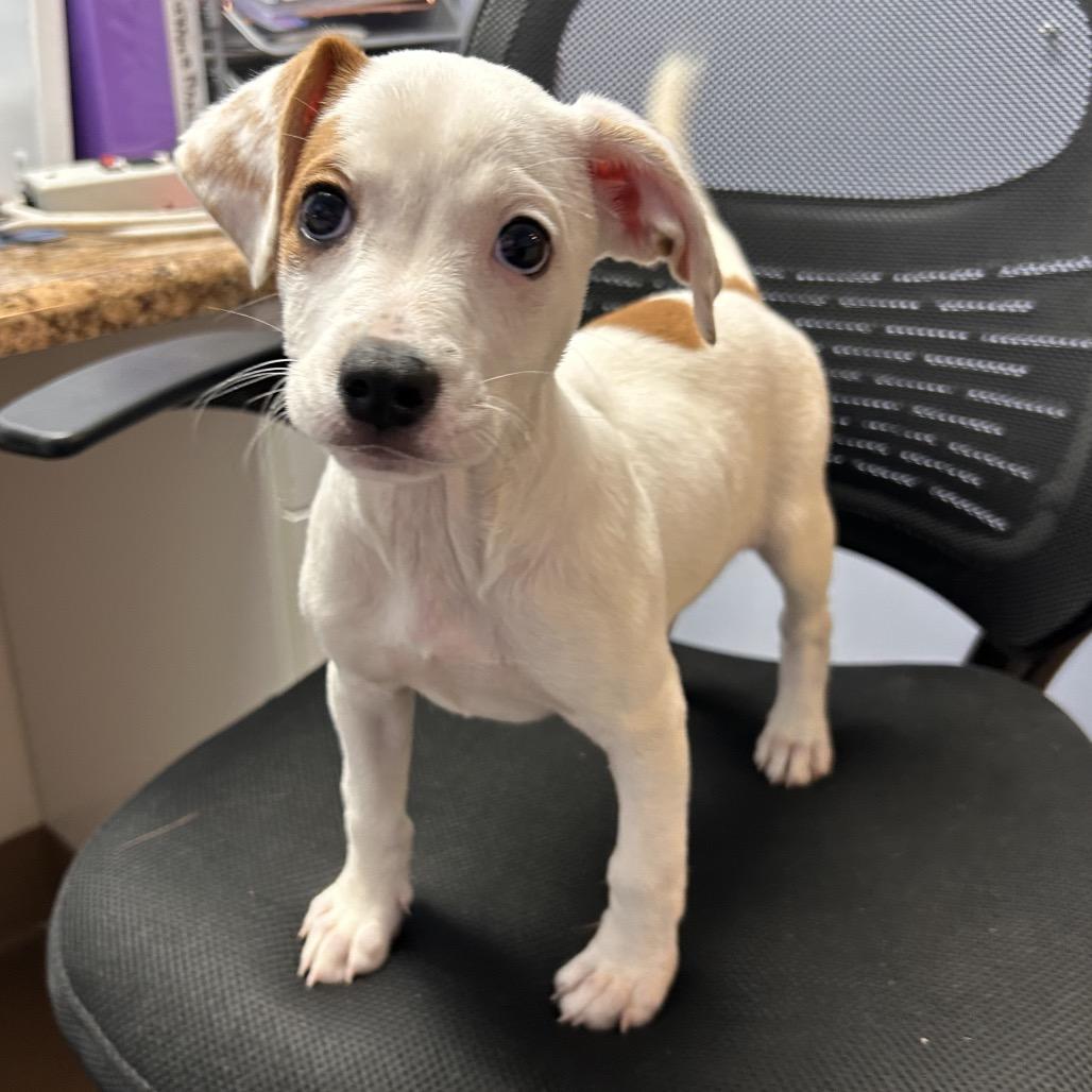 Paige, a Adoptable Mixed Breed in Hendersonville, NC image 2/5