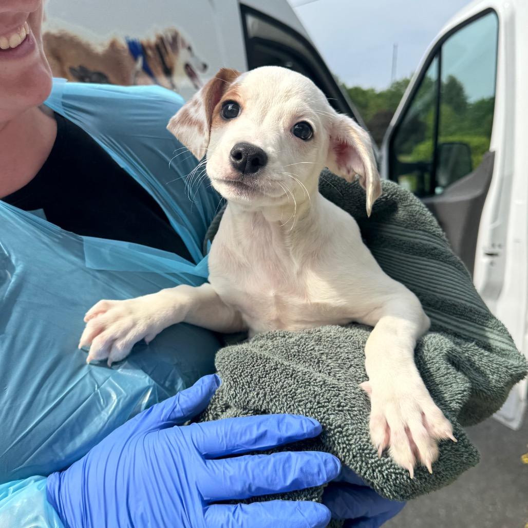 Paige, a Adoptable Mixed Breed in Hendersonville, NC image 3/5