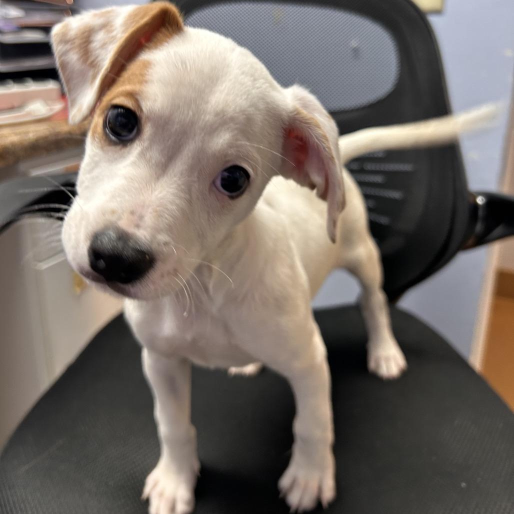 Paige, a Adoptable Mixed Breed in Hendersonville, NC image 4/5