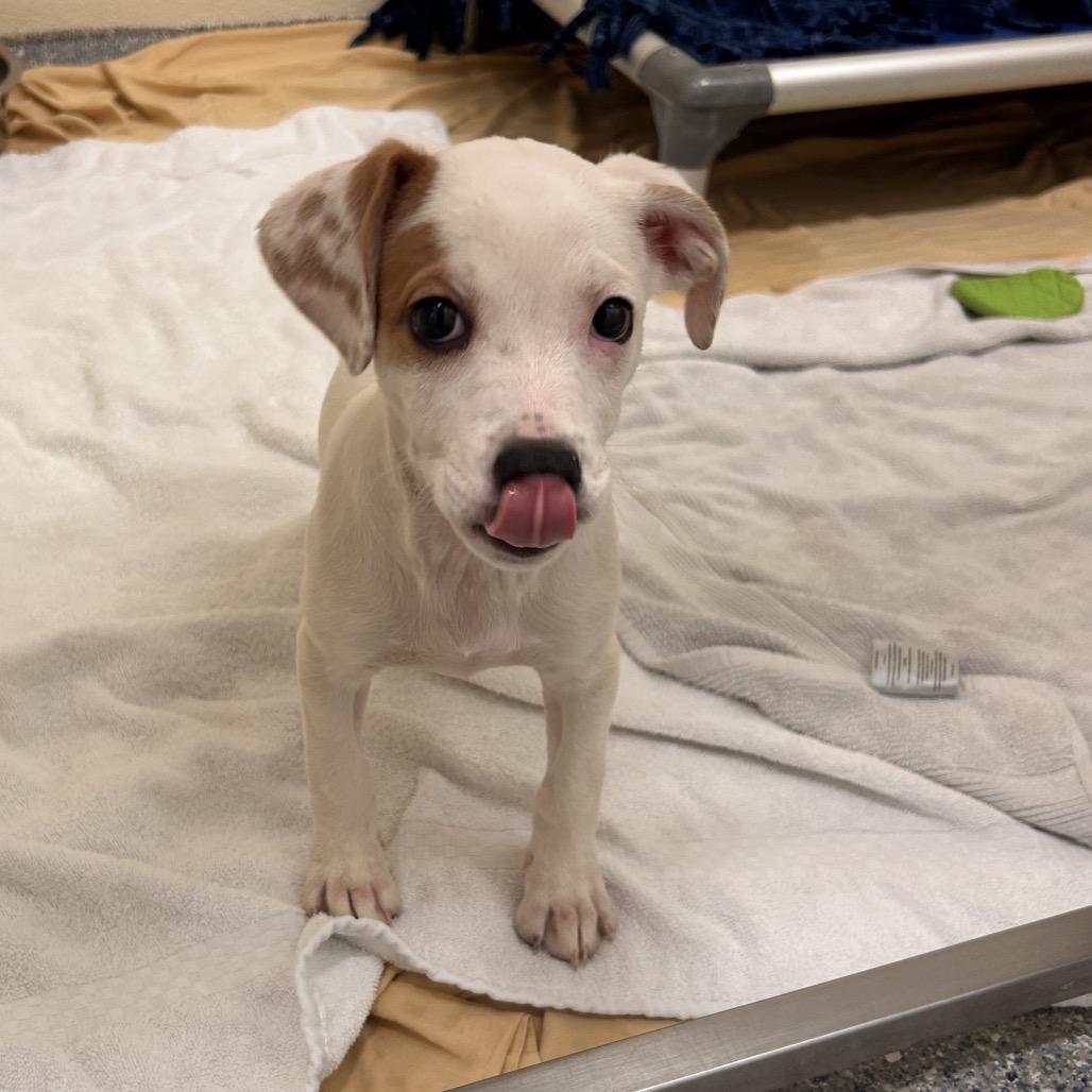 Paige, a Adoptable Mixed Breed in Hendersonville, NC image 5/5