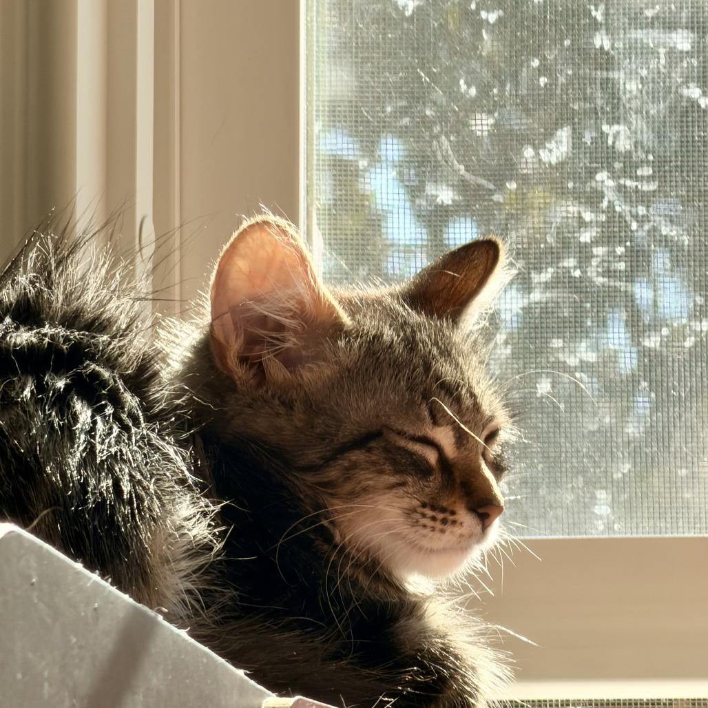 Charly Brown, a Adoptable Domestic Medium Hair in Pleasanton, CA image 1/3