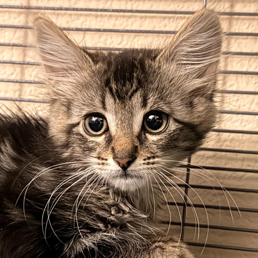 Charly Brown, a Adoptable Domestic Medium Hair in Pleasanton, CA image 2/3