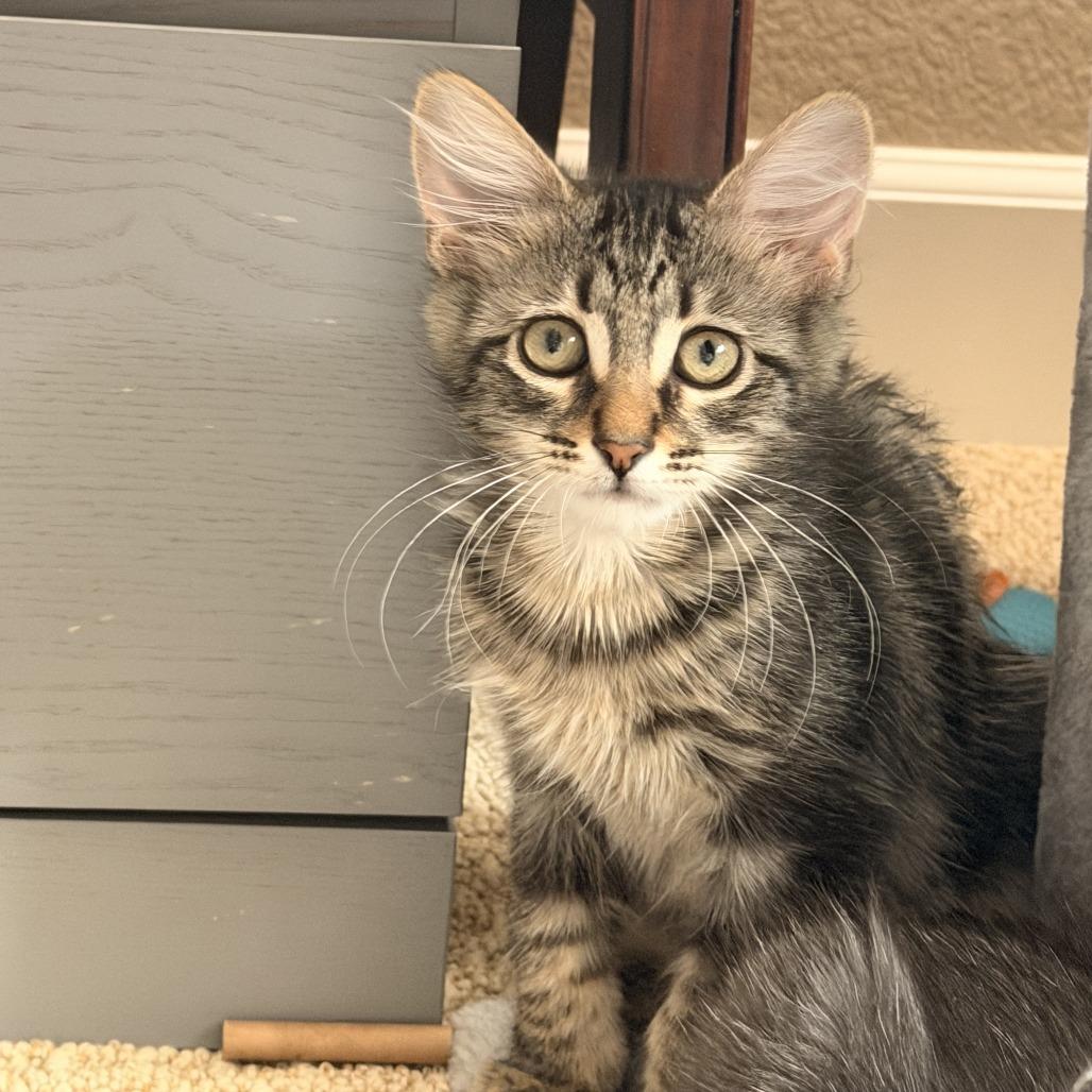 Charly Brown, a Adoptable Domestic Medium Hair in Pleasanton, CA image 3/3