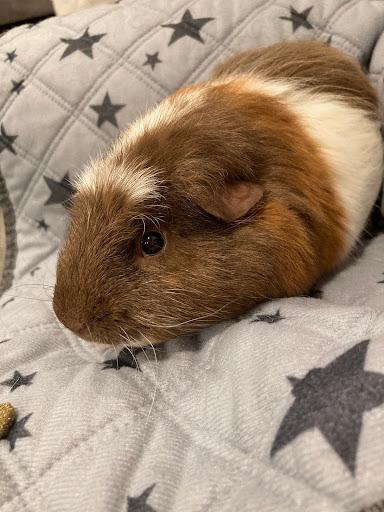 Enlarge "The Brave Boys" MacIntosh, MacGuffin & Mor'Du, a Adoptable mixed breed in Oakley, CA image 1/3
