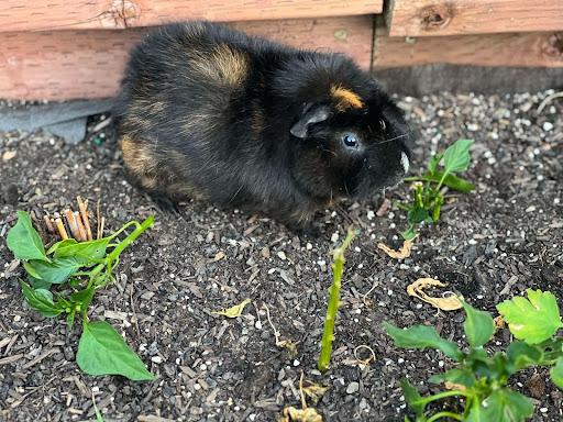 Enlarge "The Brave Boys" MacIntosh, MacGuffin & Mor'Du, a Adoptable mixed breed in Oakley, CA image 2/3