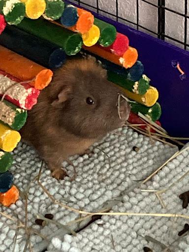 Enlarge "The Brave Boys" MacIntosh, MacGuffin & Mor'Du, a Adoptable mixed breed in Oakley, CA image 3/3