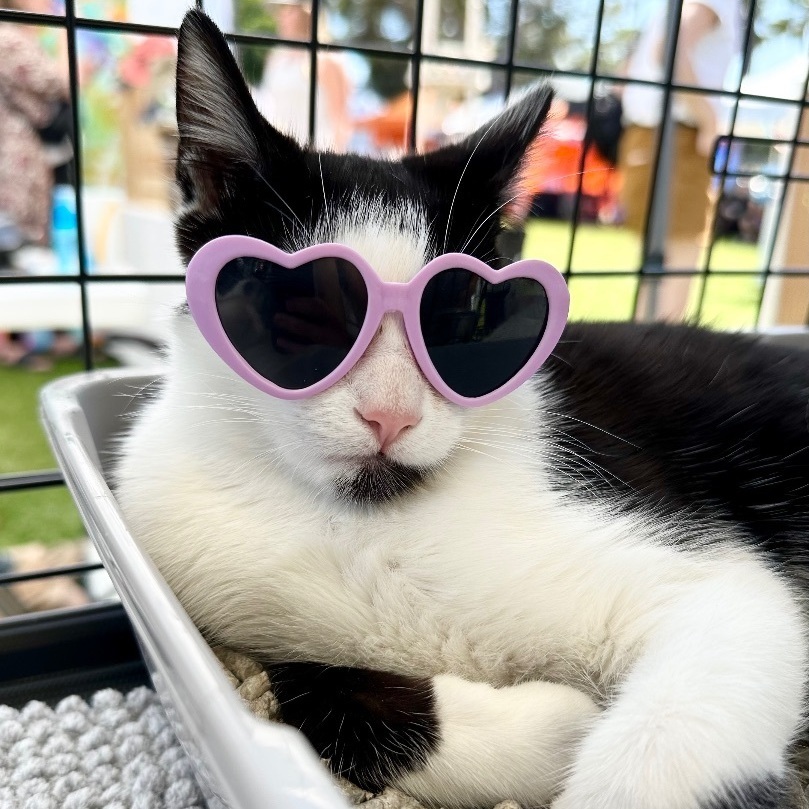 Bobbi Sue ***Bonded to Billie Sue***, a Adoptable Domestic Short Hair in Garden Grove, CA image 3/6