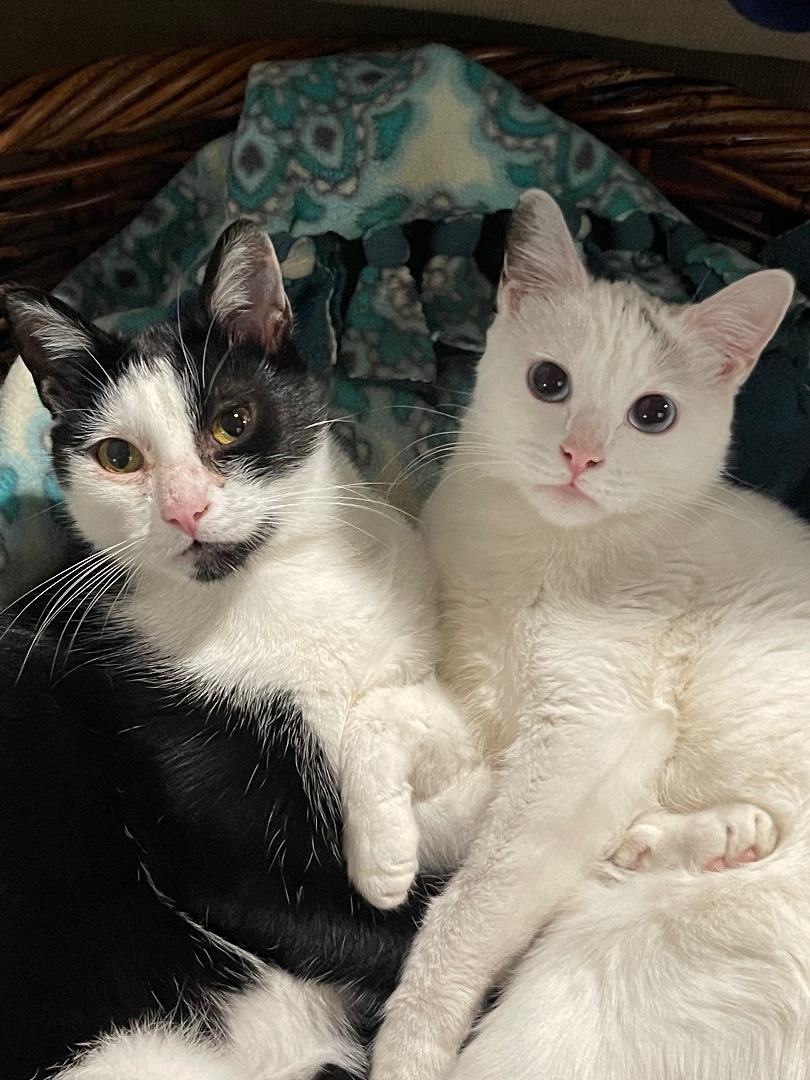 Bobbi Sue ***Bonded to Billie Sue***, a Adoptable Domestic Short Hair in Garden Grove, CA image 1/6