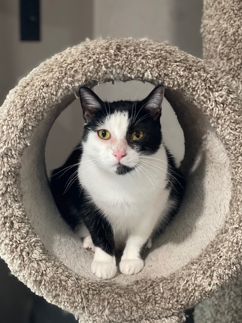 Bobbi Sue ***Bonded to Billie Sue***, a Adoptable Domestic Short Hair in Garden Grove, CA image 6/6