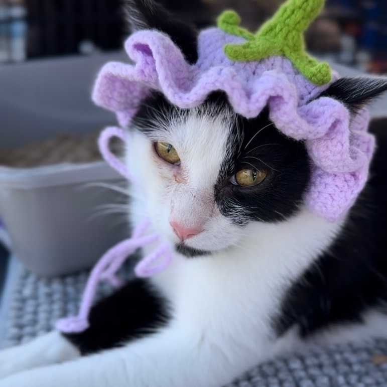 Bobbi Sue ***Bonded to Billie Sue***