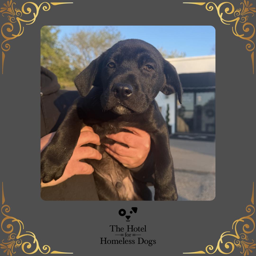 Simba, adopted, Puppy Male Labrador Retriever & American Staffordshire Terrier.