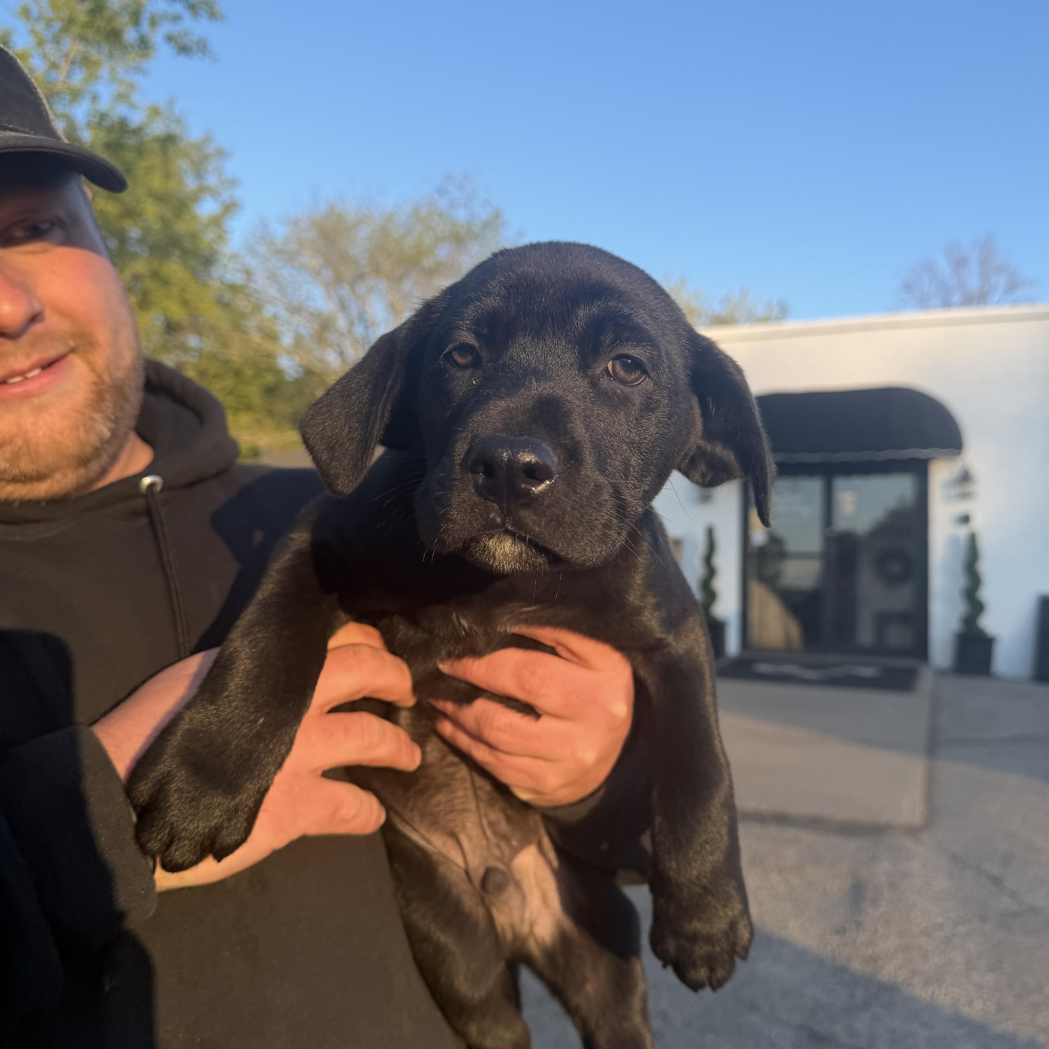 Simba, an adopted mixed breed in Cumberland, RI image 5/5