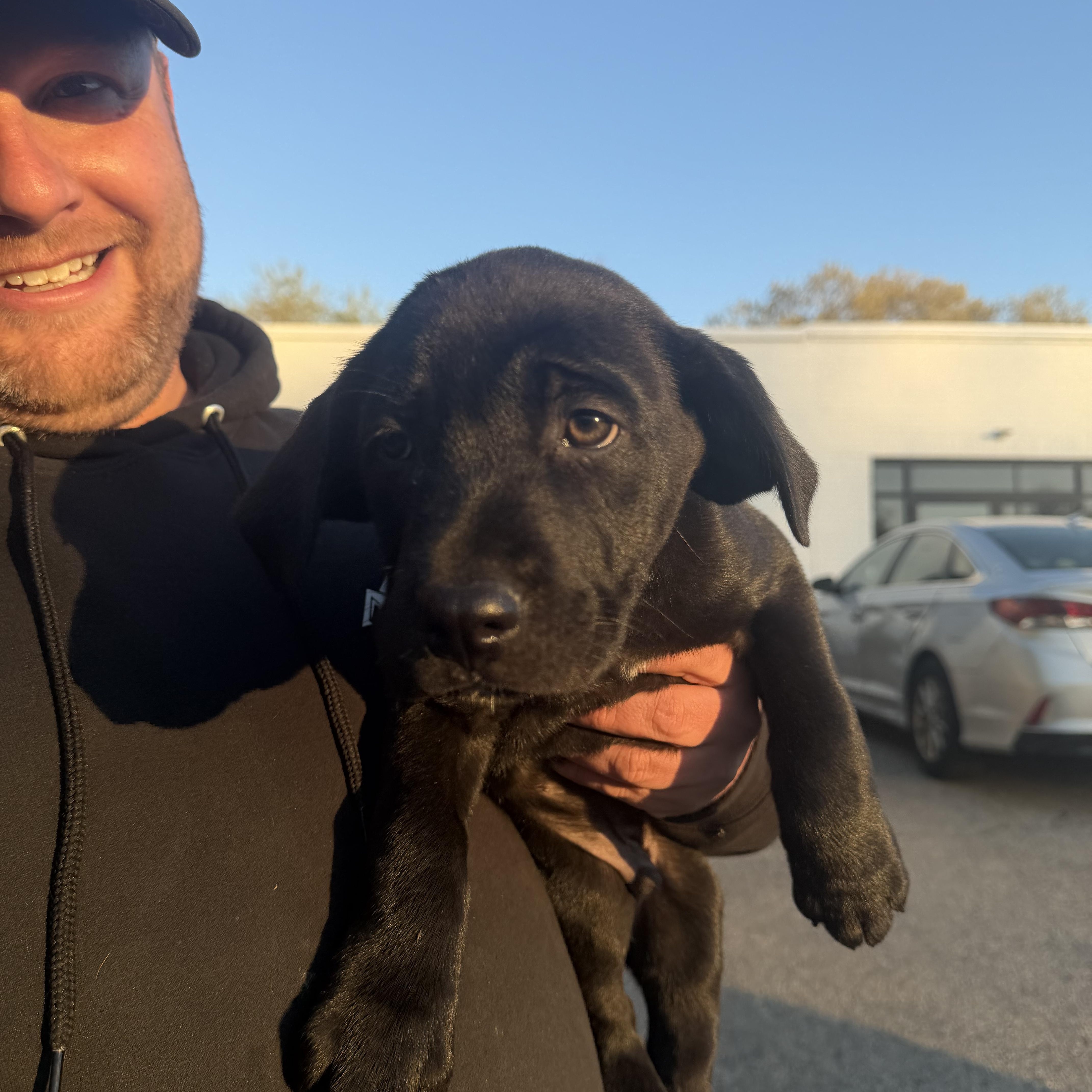 Simba, an adopted mixed breed in Cumberland, RI image 4/5