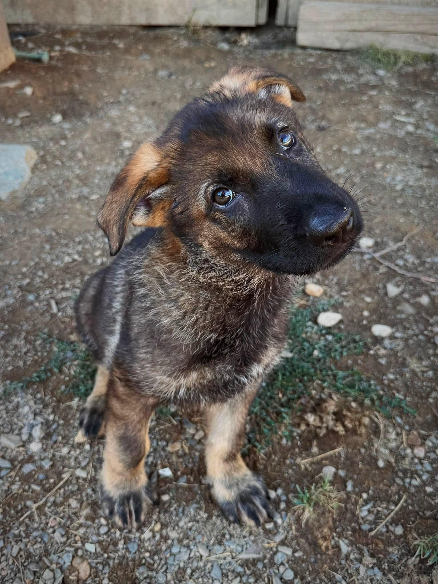 Bubba, Adoptable, Young Male German Shepherd Dog.