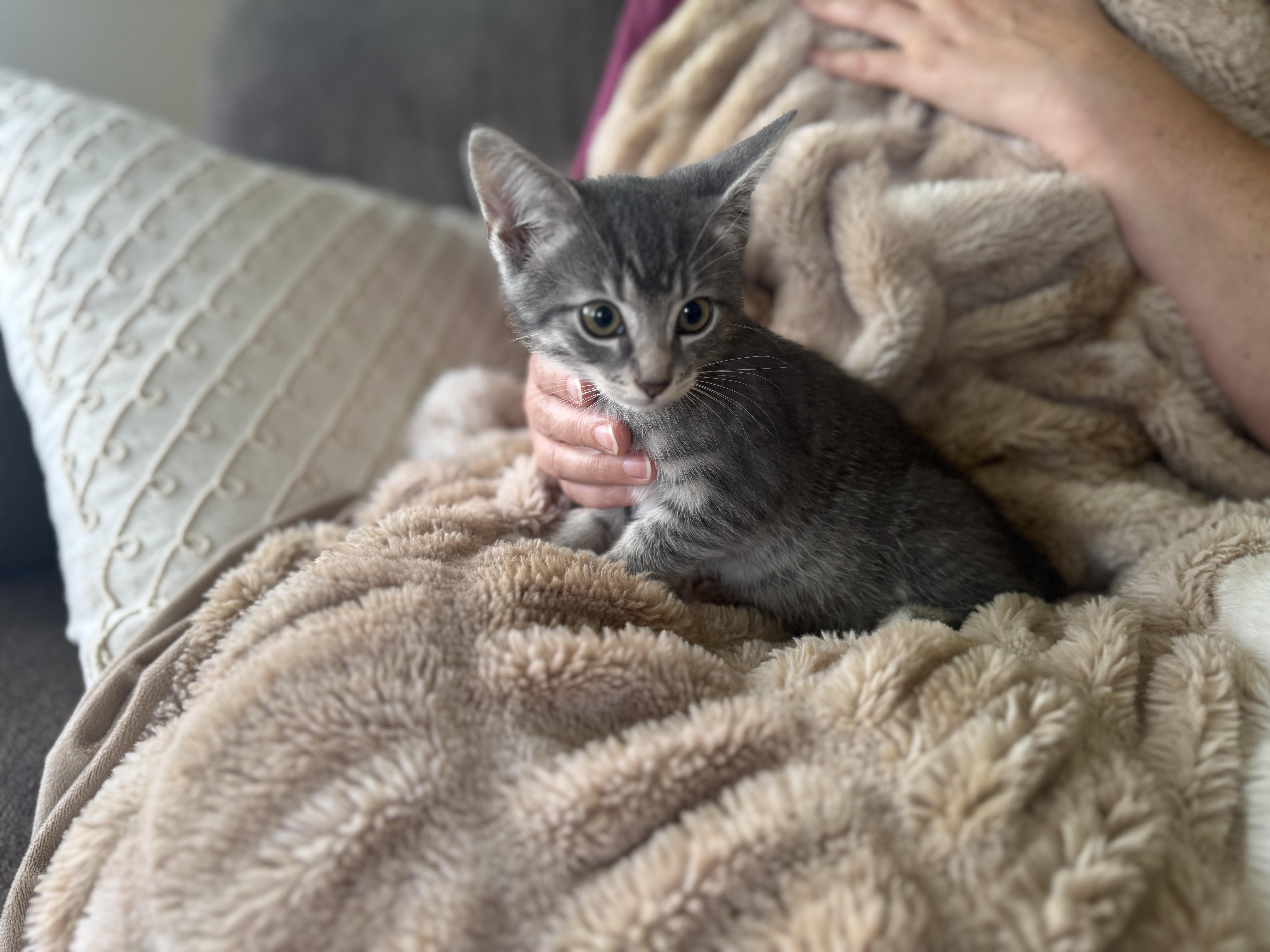 Nutmeg