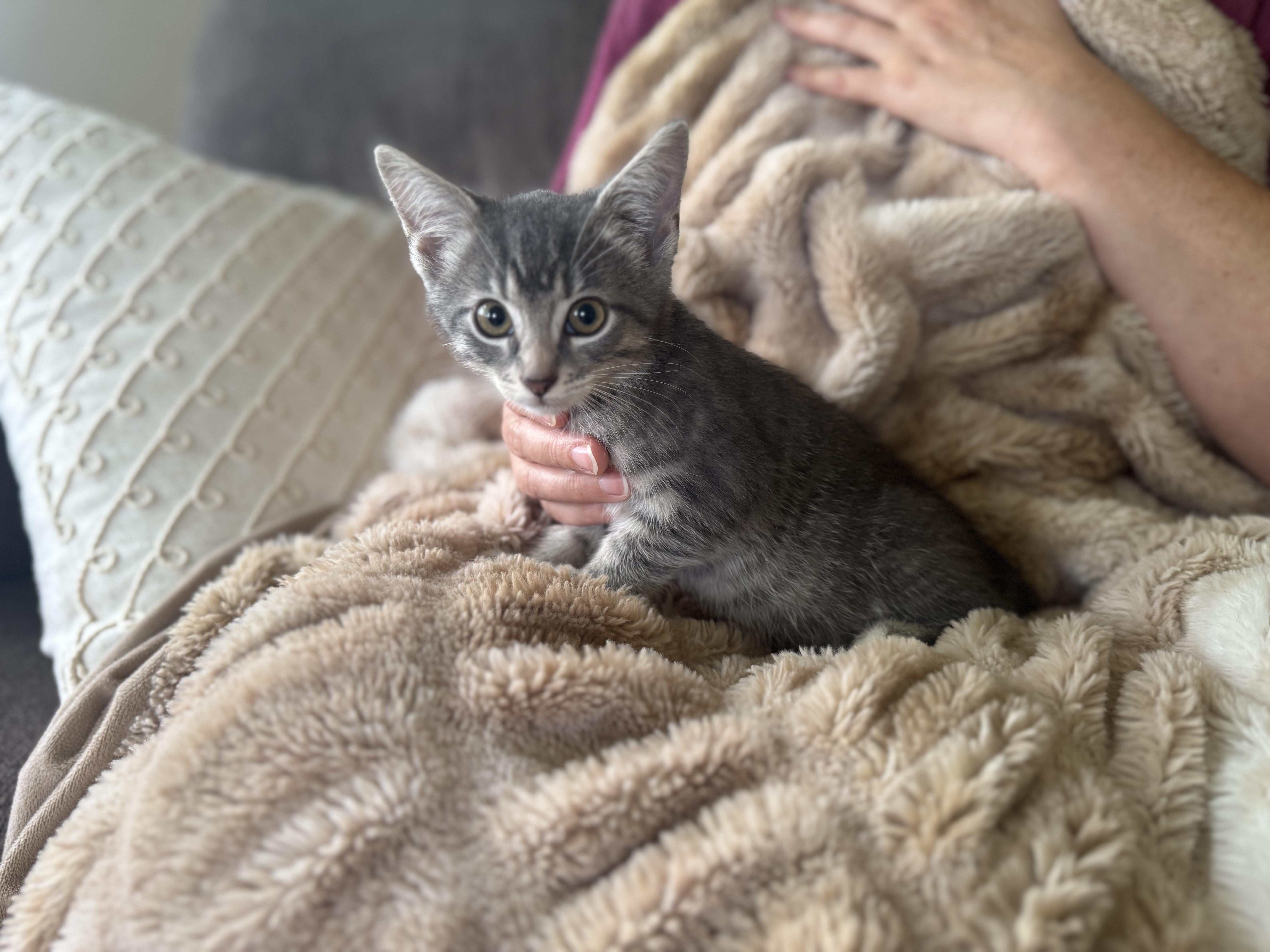 Nutmeg