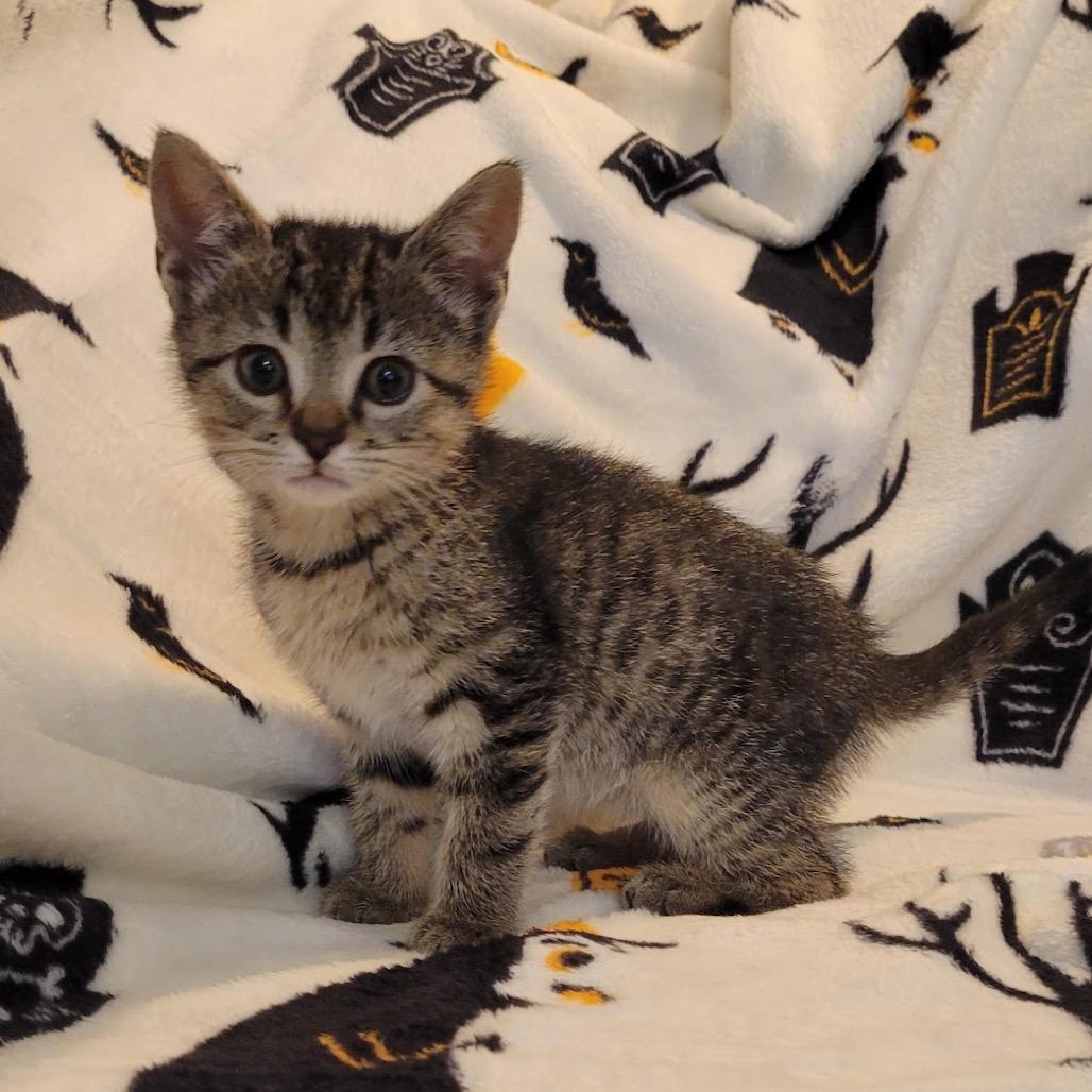 Meadow, Adoptable, Kitten Female Domestic Medium Hair.
