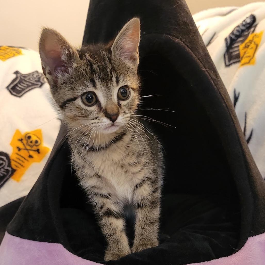 Enlarge Meadow, a Adoptable Domestic Medium Hair in HERNANDO, MS image 2/3