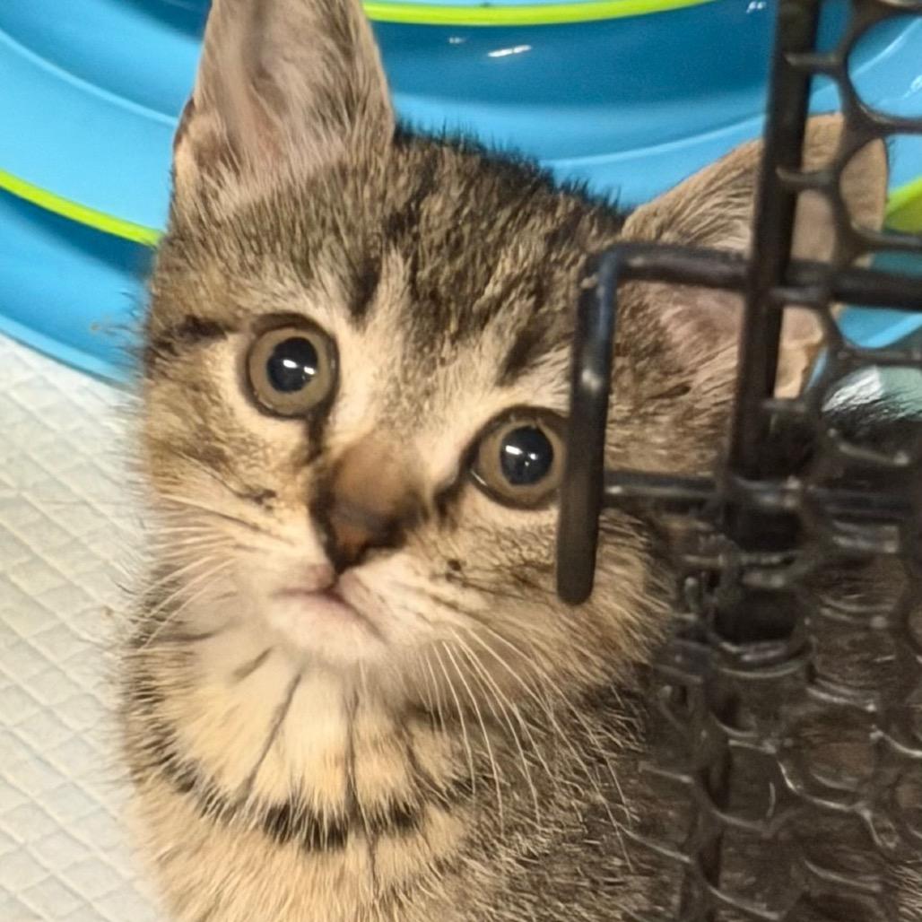 Enlarge Meadow, a Adoptable Domestic Medium Hair in HERNANDO, MS image 3/3