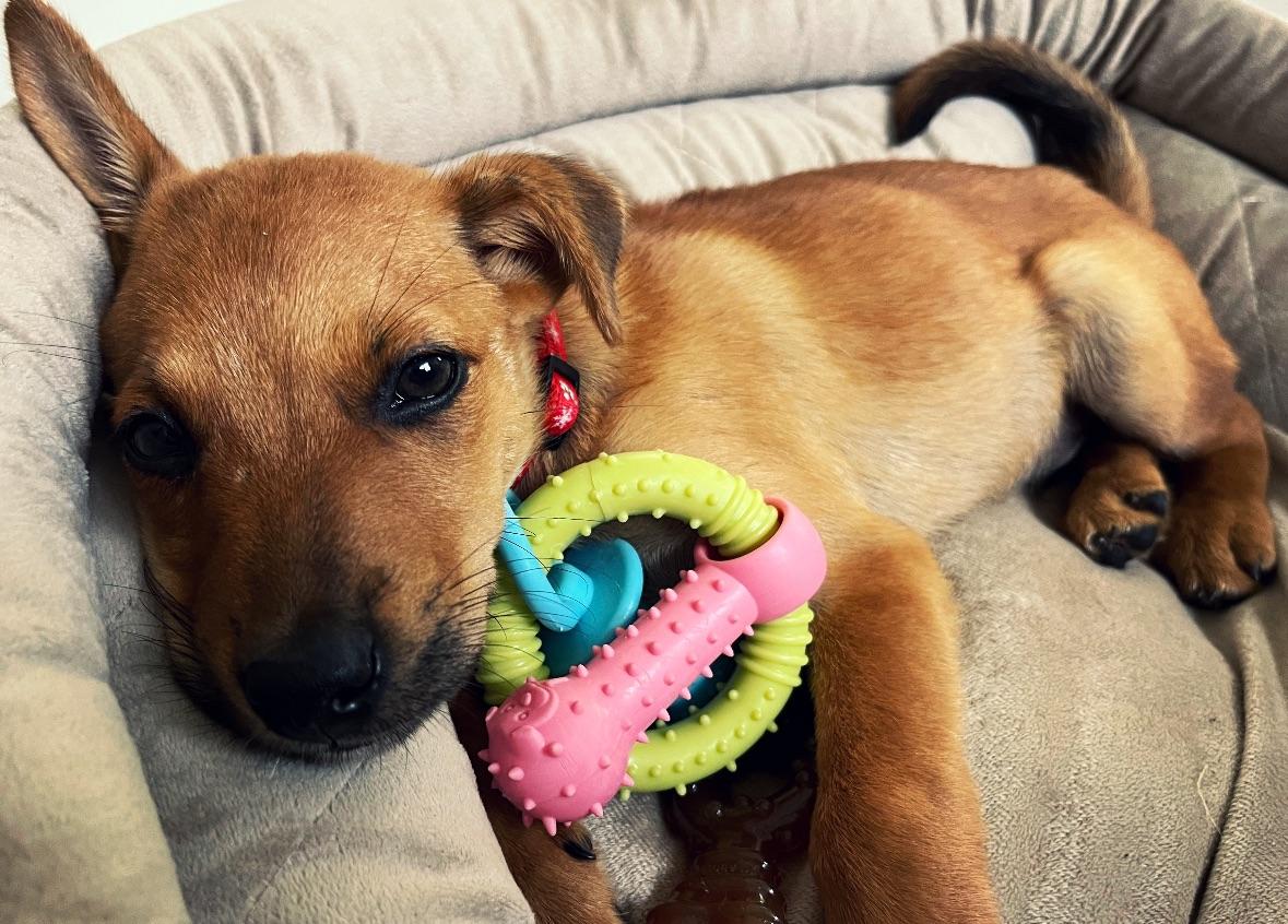 Martini  The Tiny thumbnail 2