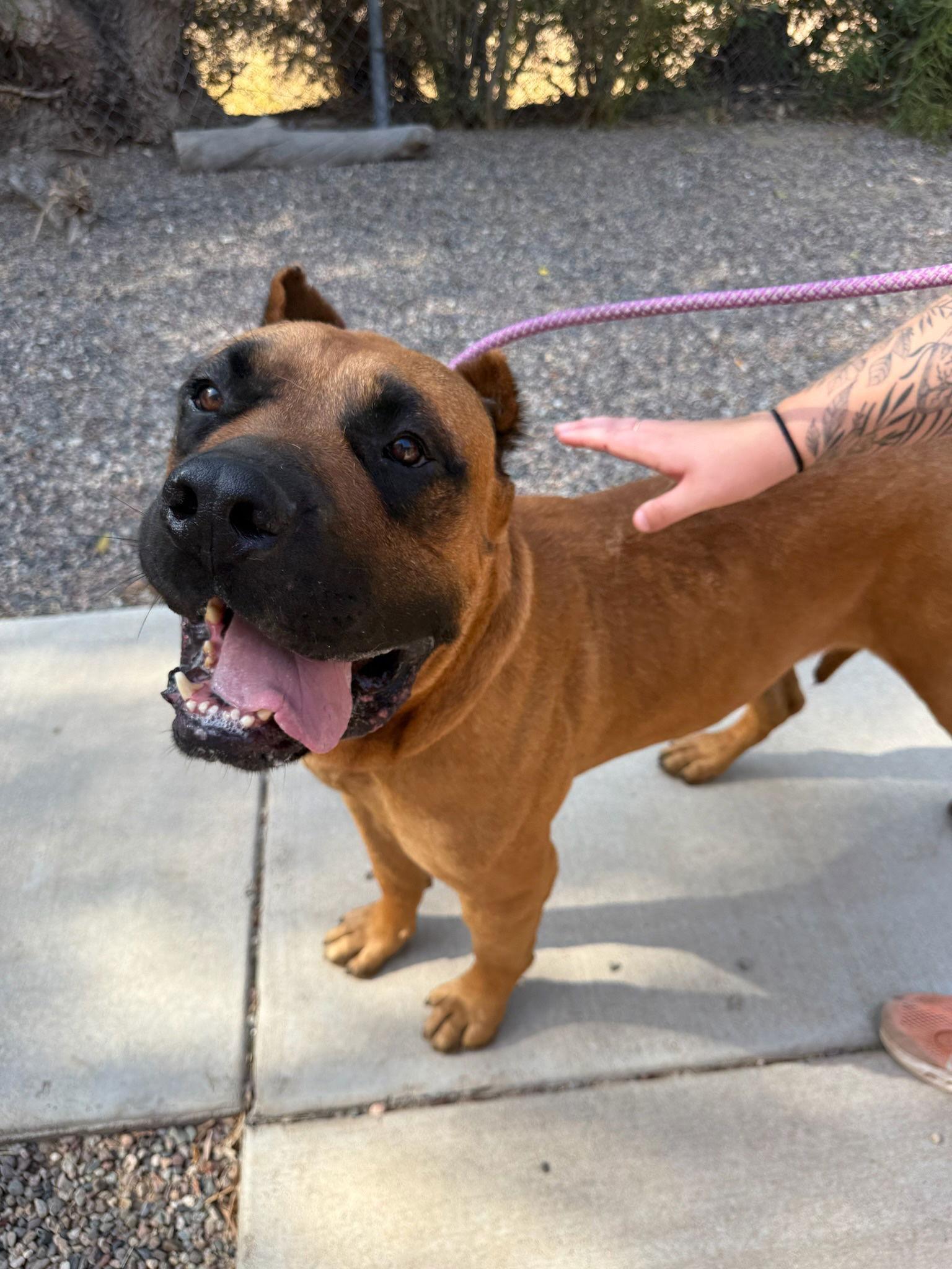 Enlarge Liam, a Adoptable Presa Canario in Glendale, AZ image 1/3