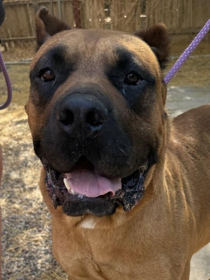 Enlarge Liam, a Adoptable Presa Canario in Glendale, AZ image 2/3