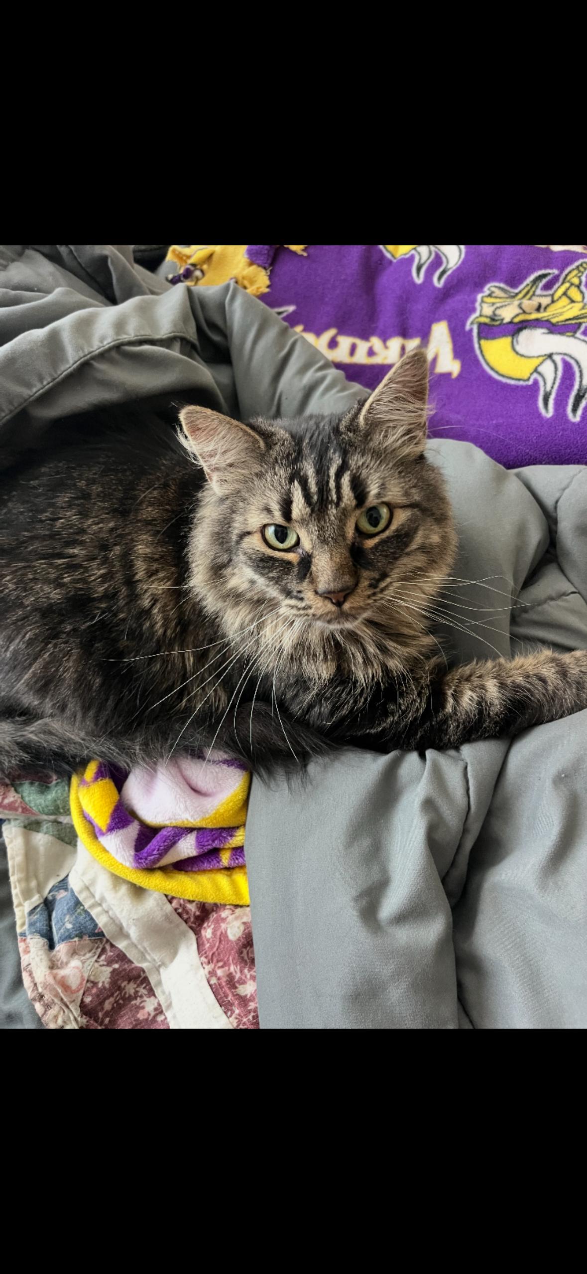 Marlo, adopted, Adult Male Domestic Medium Hair & Tabby.