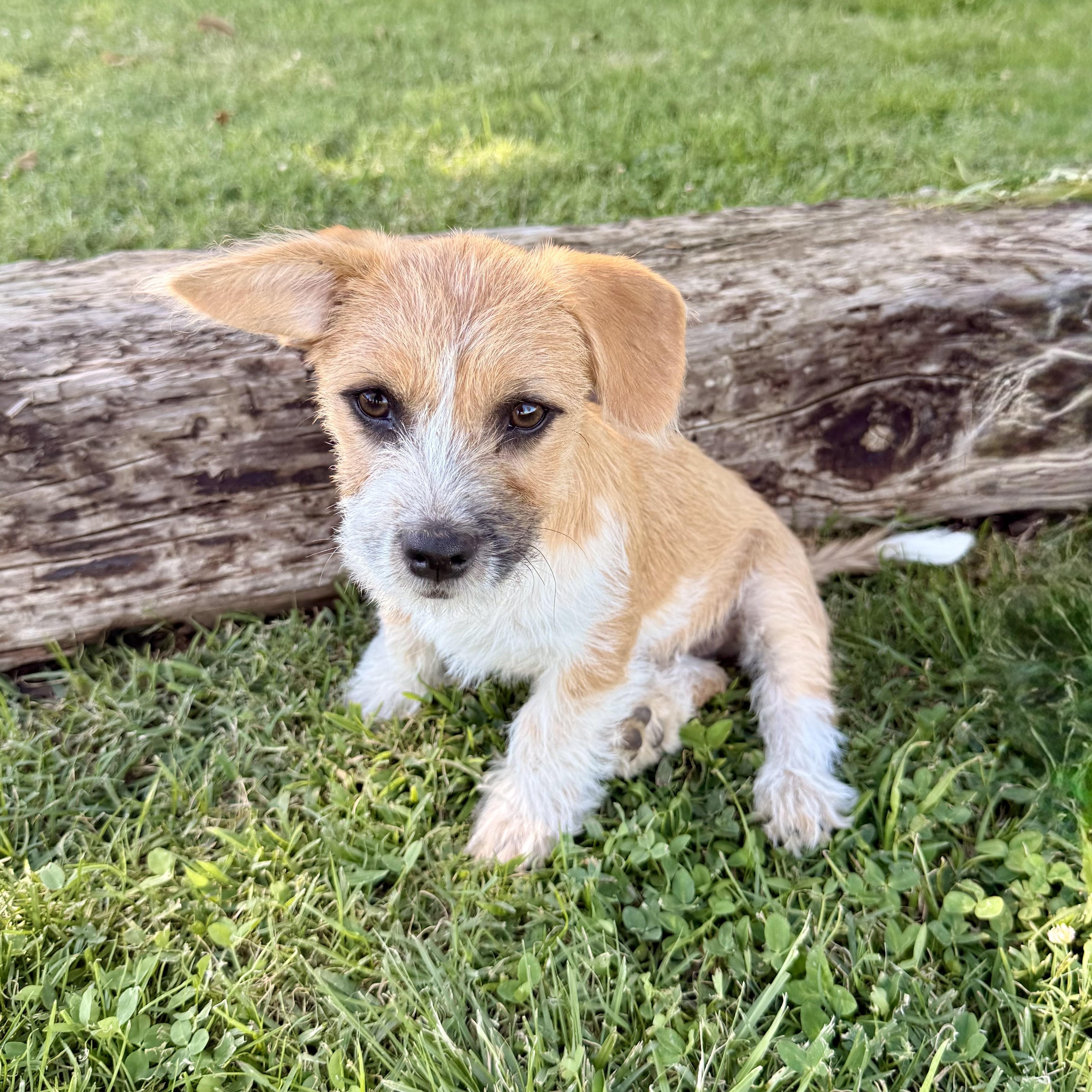 Enlarge Apricot, a ADOPTABLE mixed breed in modesto, CA image 4/6