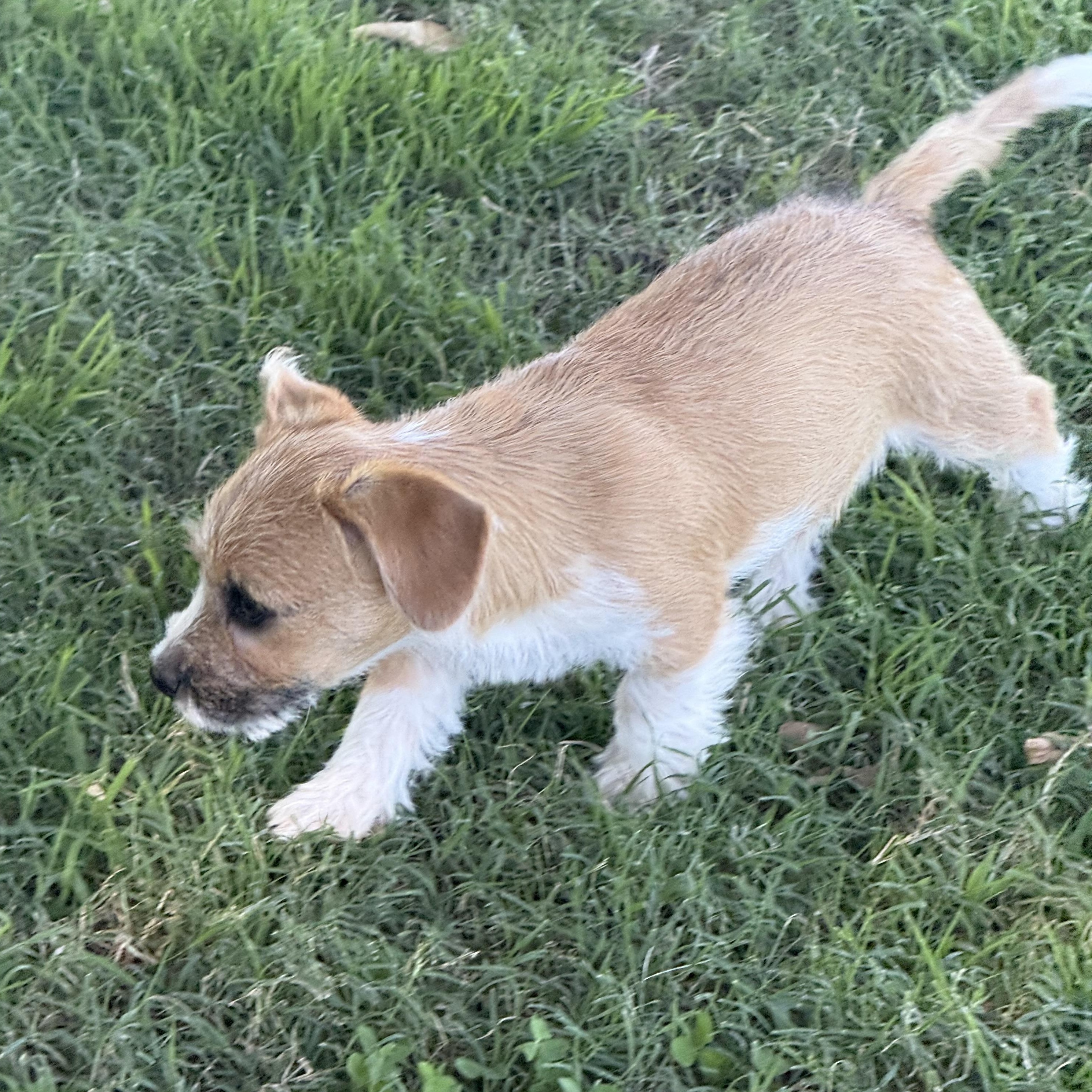 Enlarge Apricot, a ADOPTABLE mixed breed in modesto, CA image 6/6