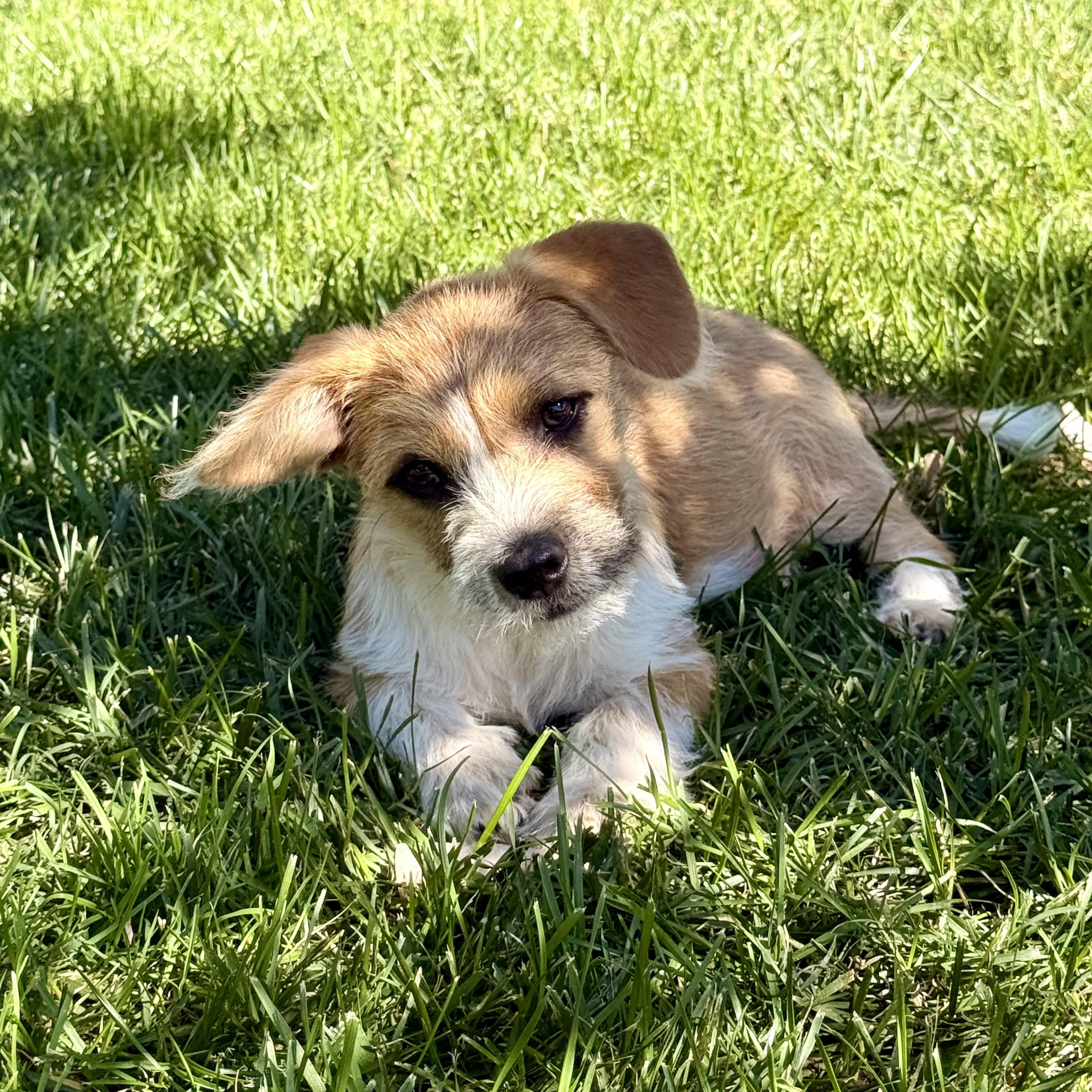 Enlarge Apricot, a ADOPTABLE mixed breed in modesto, CA image 2/6