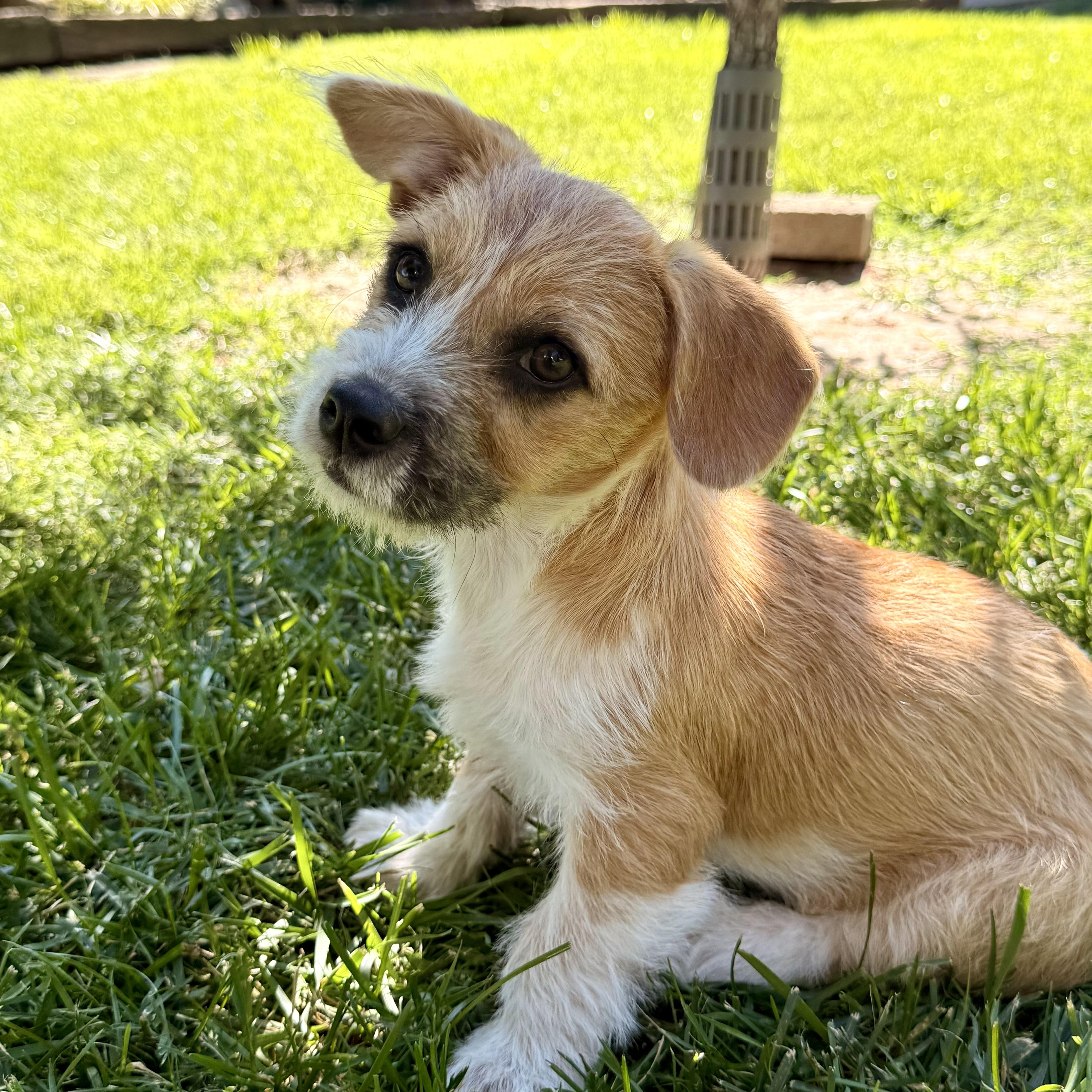 Enlarge Apricot, a ADOPTABLE mixed breed in modesto, CA image 1/6