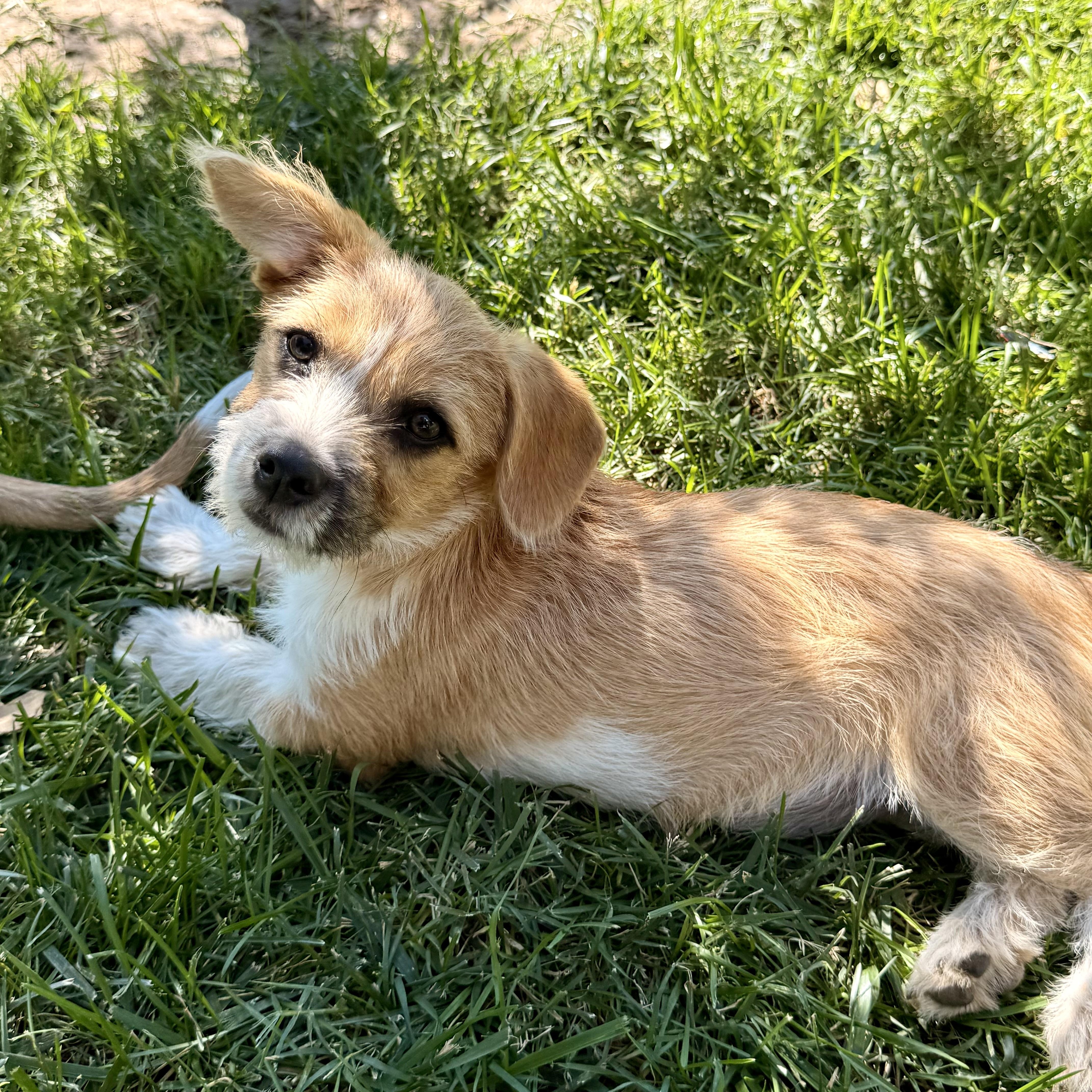 Enlarge Apricot, a ADOPTABLE mixed breed in modesto, CA image 5/6