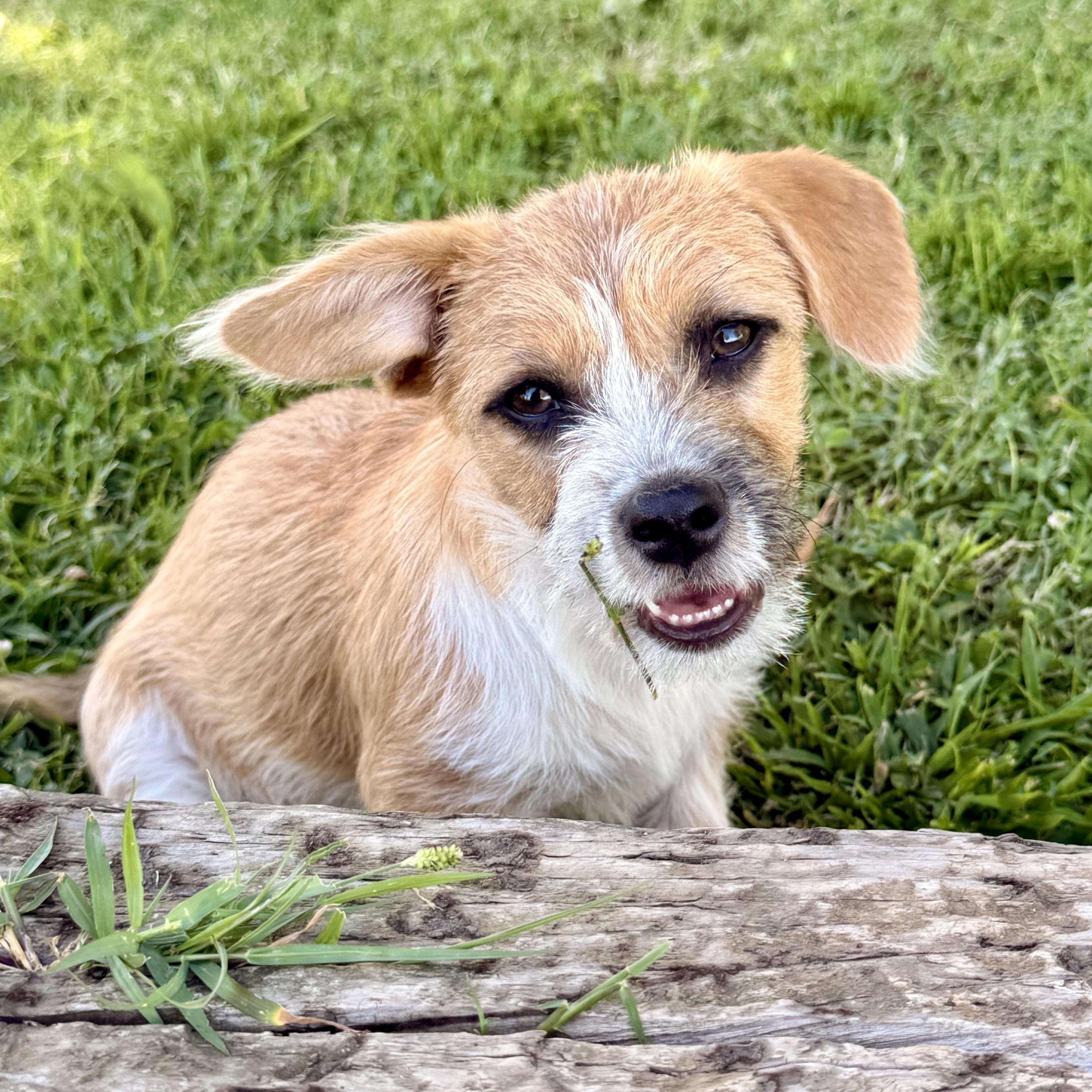 Enlarge Apricot, a ADOPTABLE mixed breed in modesto, CA image 3/6